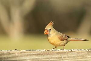 Female cardinal coming out to the wooden railing for birdseed. Her brown feathers are designed for camouflage as opposed to the bright red of the male. Her little orange beak pointed outward. photo