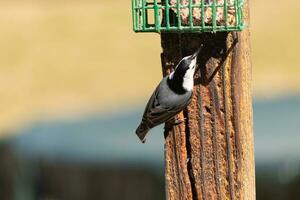 This little nuthatch bird came to the suet feeder for some food. This small bird has black and white colors like a penguin. He is clinging to the brown wooden post. photo