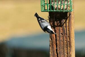 This little nuthatch bird came to the suet feeder for some food. This small bird has black and white colors like a penguin. He is clinging to the brown wooden post. photo