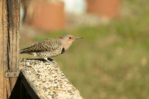 Northern flicker is ready for takeoff from the railing. His gold plumage with black speckles helps for camouflage. The little black bib stands out. This is a large woodpecker. photo