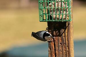 This little nuthatch bird came to the suet feeder for some food. This small bird has black and white colors like a penguin. He is clinging to the brown wooden post. photo