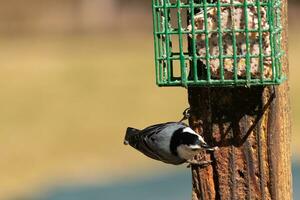 This little nuthatch bird came to the suet feeder for some food. This small bird has black and white colors like a penguin. He is clinging to the brown wooden post. photo