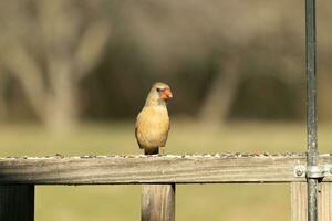 Female cardinal coming out to the wooden railing for birdseed. Her brown feathers are designed for camouflage as opposed to the bright red of the male. Her little orange beak pointed outward. photo