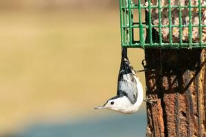 This little nuthatch bird came to the suet feeder for some food. This small bird has black and white colors like a penguin. He is clinging to the brown wooden post. photo