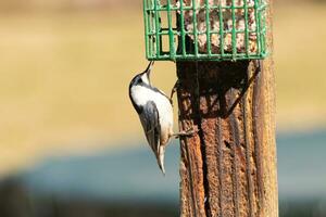 This little nuthatch bird came to the suet feeder for some food. This small bird has black and white colors like a penguin. He is clinging to the brown wooden post. photo