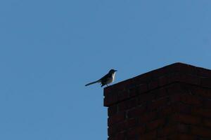 This is an image of a mockingbird sitting on the chimney of a house. The silhouette look of this avian sitting proud, resting on the red brick structure. The blue sky in the background adds to this. photo