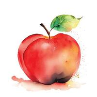 Watercolor hand drawn red apple eco-friendly natural fruit illustration on white background. vector