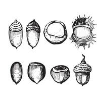 Set of vector illustrations on a white background. Acorns, hazelnuts, chestnuts in the skin and ripe chestnuts drawn in black in vector. Suitable for printing on fabric, paper, for creativity, design.