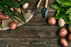 Red potatoes on burlap, garlic with greenery and a garden spade and rake on a wooden brown background photo