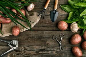 Red potatoes on burlap, garlic with greenery and a garden spade and rake on a wooden brown background photo