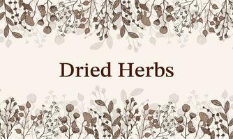 Border Dry Herbs, Dried Flowers. Natural medicine. Vector banner with branches twigs cotton flowers.