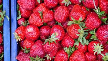 Strawberry boxes of freshly picked strawberries video