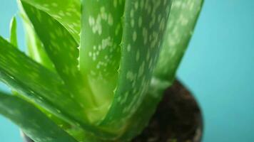 aloe vera in a pot against a green background video