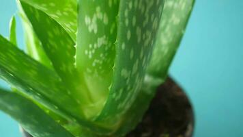 aloe vera in a pot against a green background video