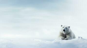 Polar bear observance during Arctic expedition background with empty space for text photo