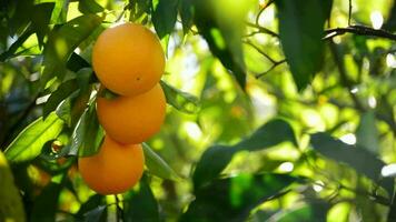 Oranges hanging in a branch video