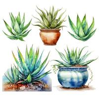 Watercolor aloe vera plant set. Hand drawn fresh green succulent medicinal herbs, aloe juice drop, sliced leaves isolated on white background. Botanical illustration for cosmetics, package, skin care. photo