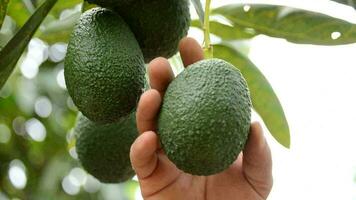 Harvesting avocados fruit collecting manually video