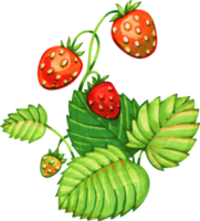 Botanical marker sketch - forest strawberries. Watercolor style Illustration png