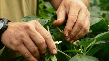 granjero manos revisando hojas y flor de planta en invernadero video