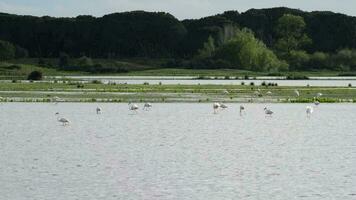 flamingo en steltlopers in vijver of moeras video