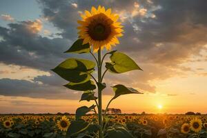 a sunflower stands in the middle of a field at sunset AI Generative photo