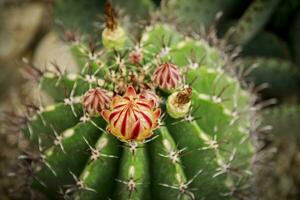 close up  Ferocactus Fishhook cactus flower blooming photo