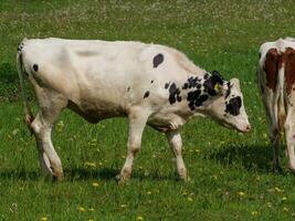 cows on a field in westphalia photo