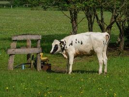 cows on a field in westphalia photo