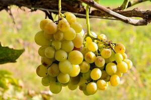 Grapes on the vine photo