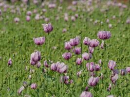 poppies on a field in germany photo