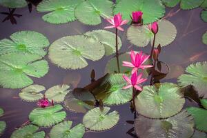 The lotus flower. photo