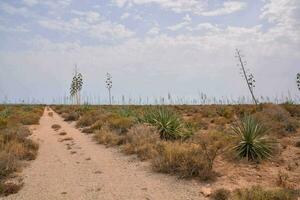 a dirt road in the middle of a desert with tall cactus plants photo