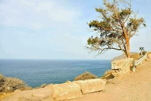 a lone tree on the side of a cliff overlooking the ocean photo