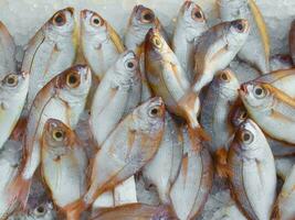 Fresh fish on ice in the market. Top view. Natural background. photo