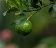 Lime on the tree in the garden. Shallow depth of field. photo