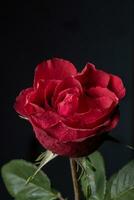 Red rose on a black background. Close-up. Studio photography. photo