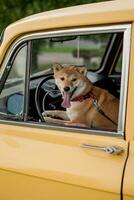 Shiba Inu dog sitting in the back seat of a vintage car photo