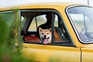 Shiba inu dog looking out of the window of a car photo