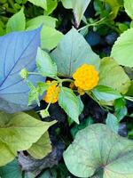 amarillo flor y verde hoja en el jardín a verano. natural antecedentes. foto