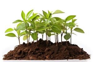 Tree seedling with gardening tools isolated on a white background photo