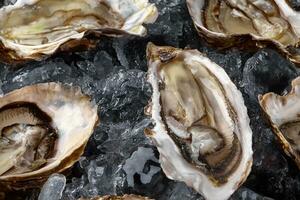 Fresh opened oysters in ice on a black stone textured background. Top view. Close-up shot. photo