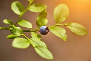 Ripe and ready wild blueberries on the bush - selective focus photo