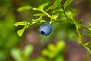 Ripe and ready wild blueberries on the bush - selective focus photo