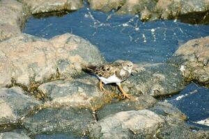 a bird standing on some rocks in the water photo