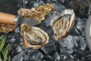 Fresh opened oysters in ice on a black stone textured background. Top view. Close-up shot. photo