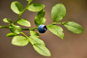 Ripe and ready wild blueberries on the bush - selective focus photo