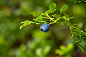 Ripe and ready wild blueberries on the bush - selective focus photo