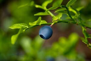 Ripe and ready wild blueberries on the bush - selective focus photo