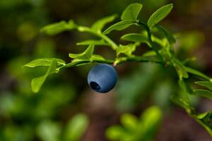 Ripe and ready wild blueberries on the bush - selective focus photo